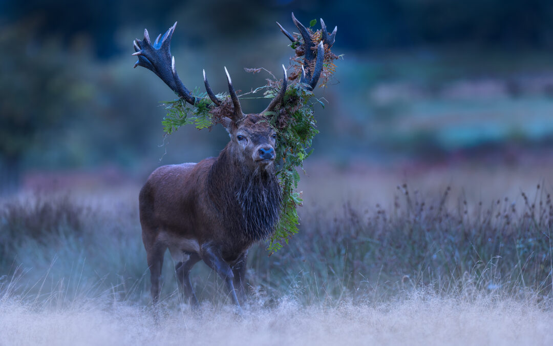 Warum ich WildlifePhotographer gegründet habe – Das Tool, das ich gerne vor Ort gehabt hätte