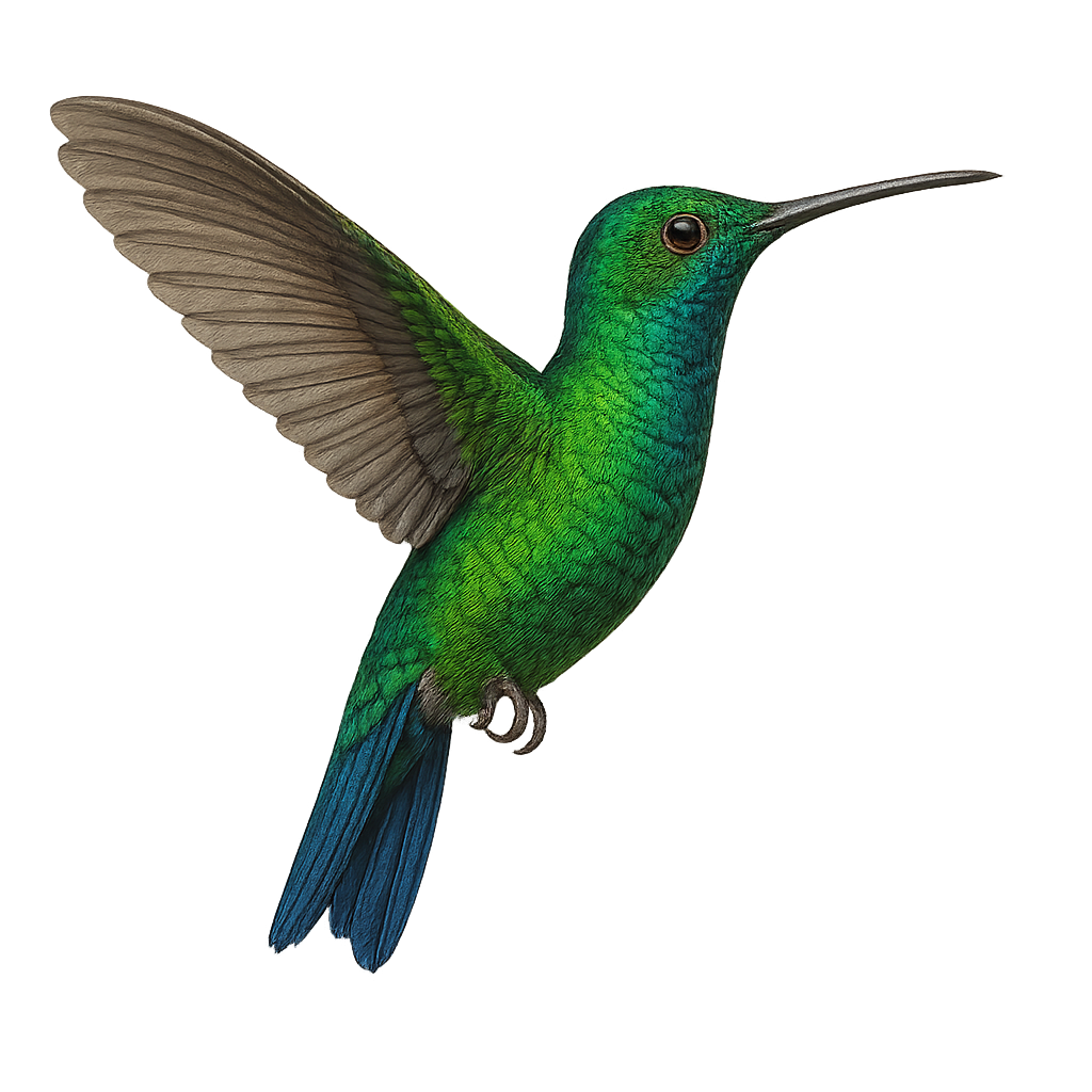 Blue-tailed Emerald