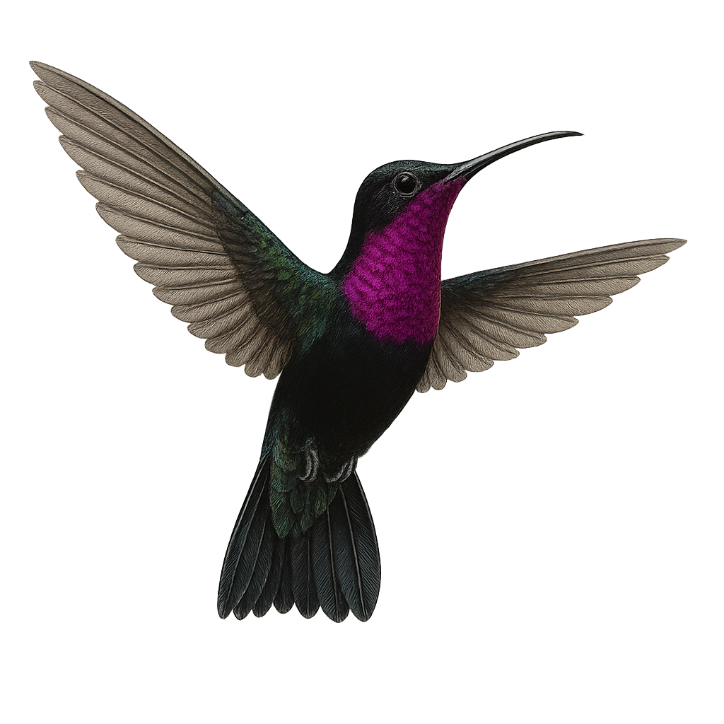 Colibrí de garganta violeta