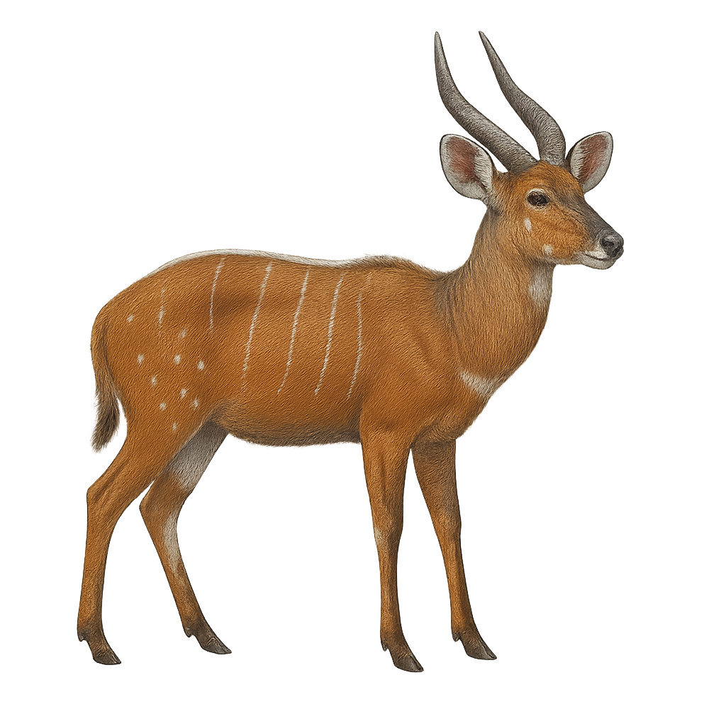 Búfalo de monte