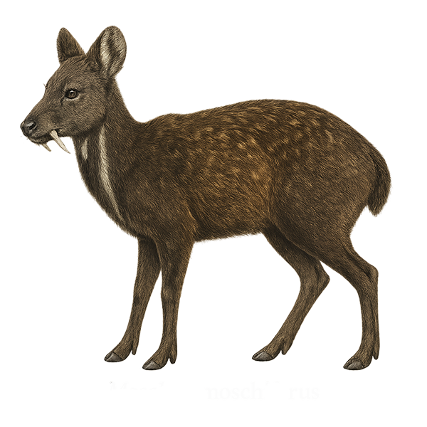 Siberian Musk Deer