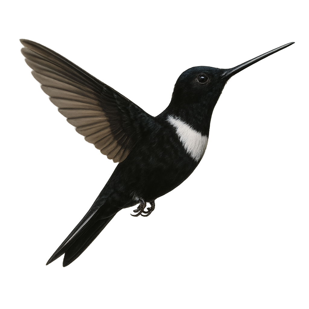 Colibri de Prunelle