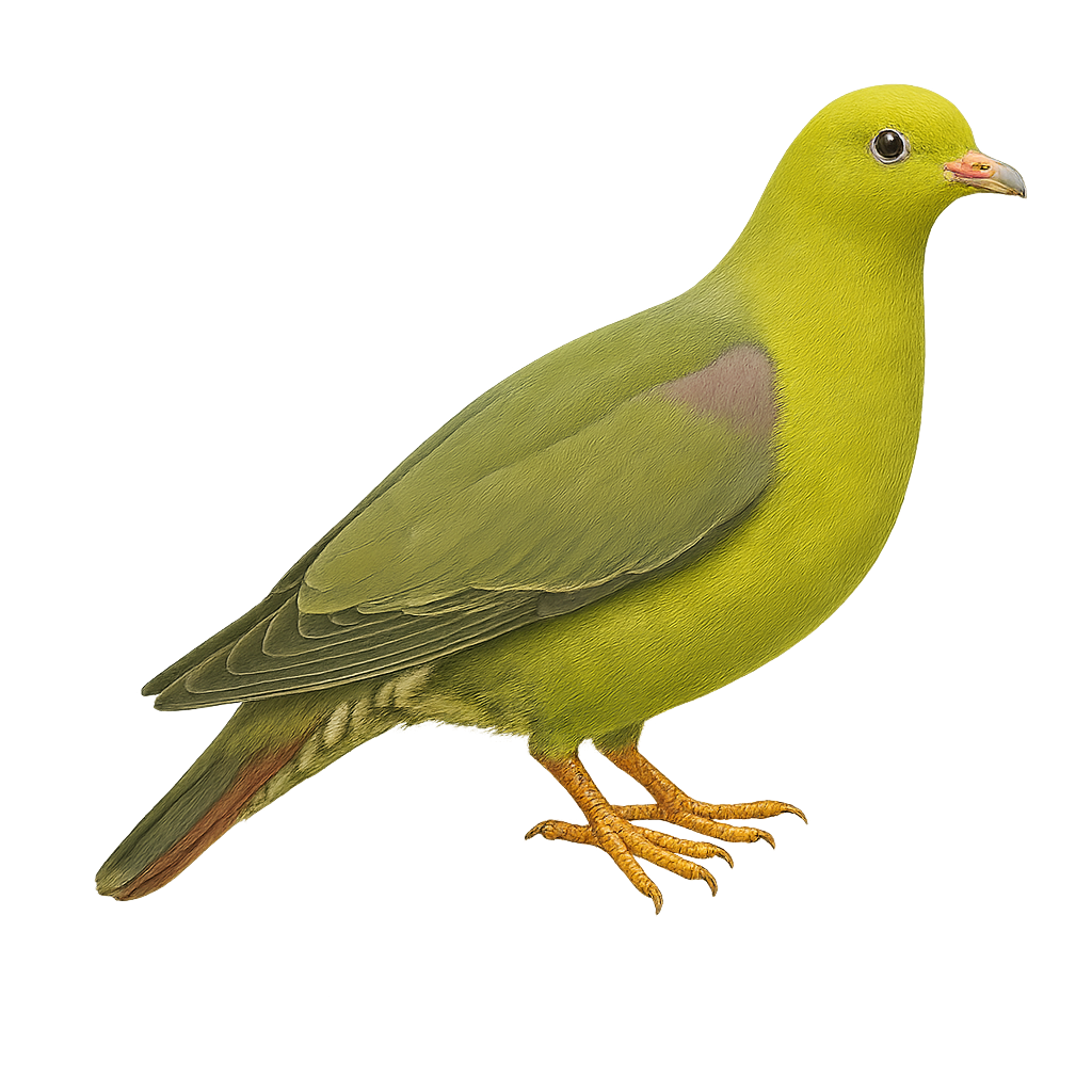 Pigeon vert de Madagascar