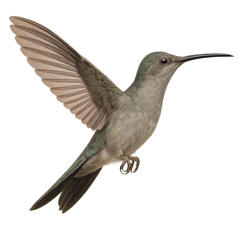 Grey-breasted Sabrewing