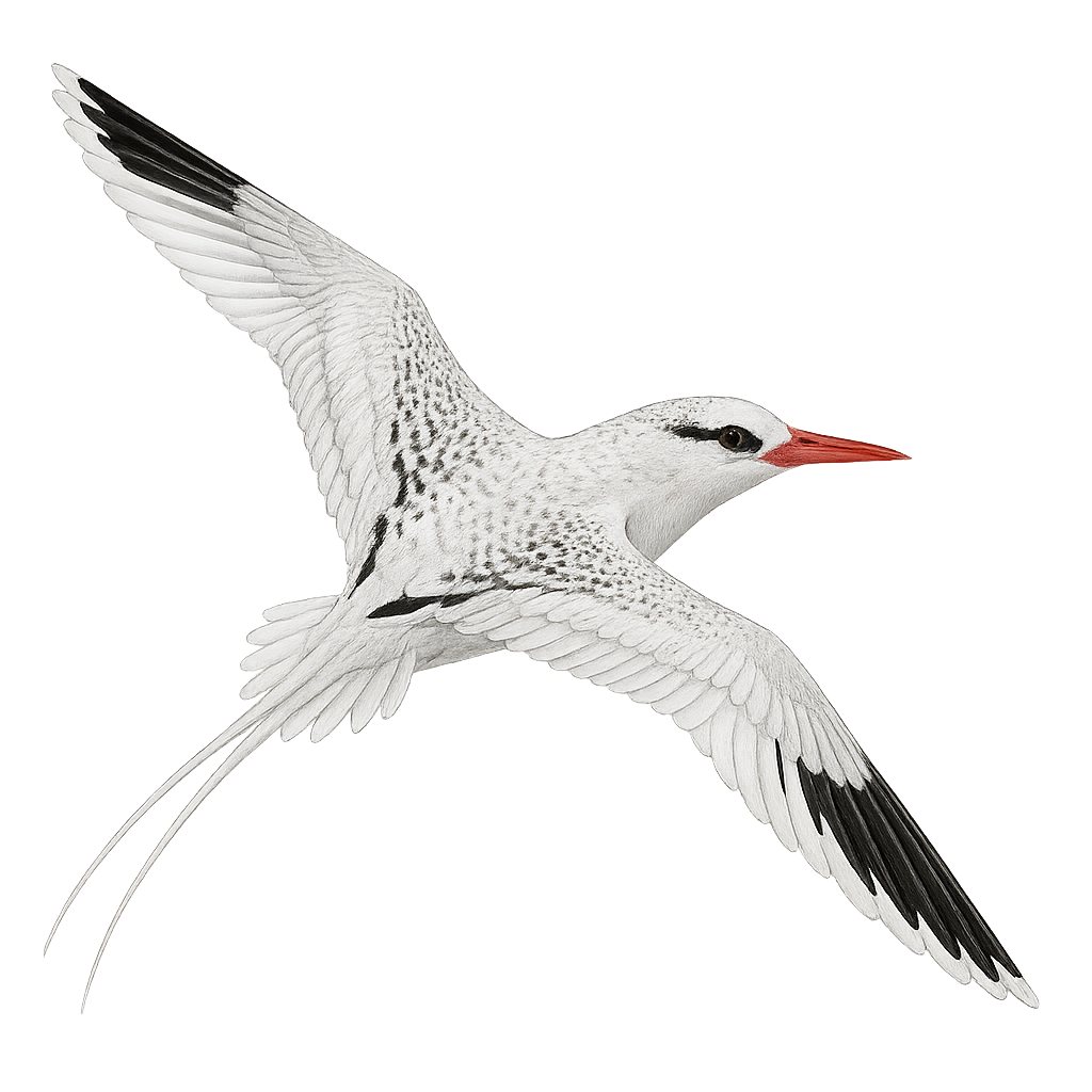Phaéton à bec rouge