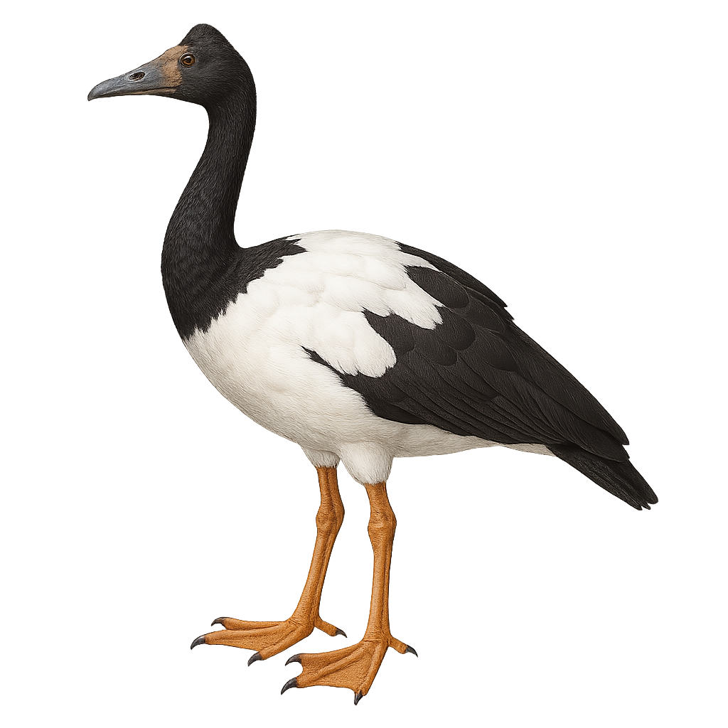 Canaroie semipalmée