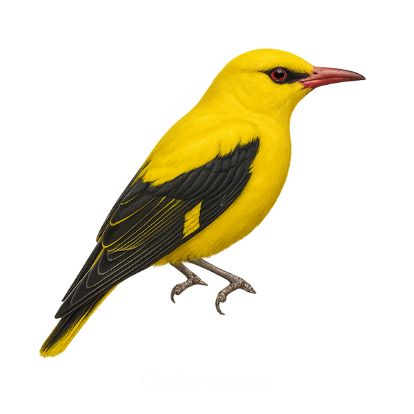African Golden Oriole