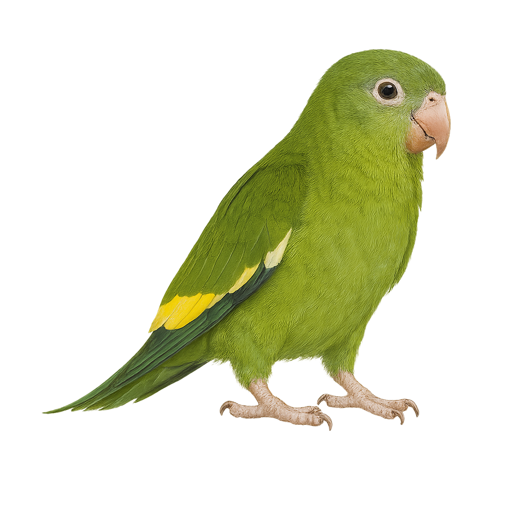 Toui à ailes variées