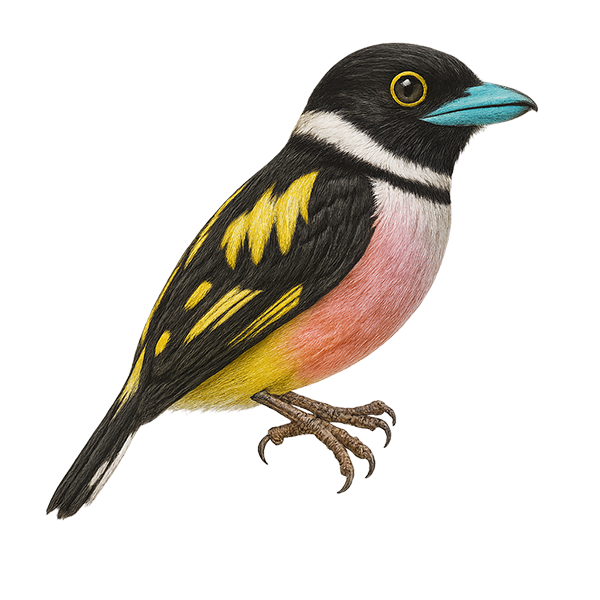 Black-and-yellow Broadbill