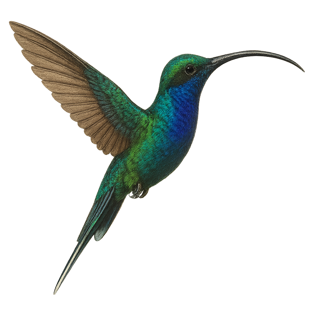 Green Hermit