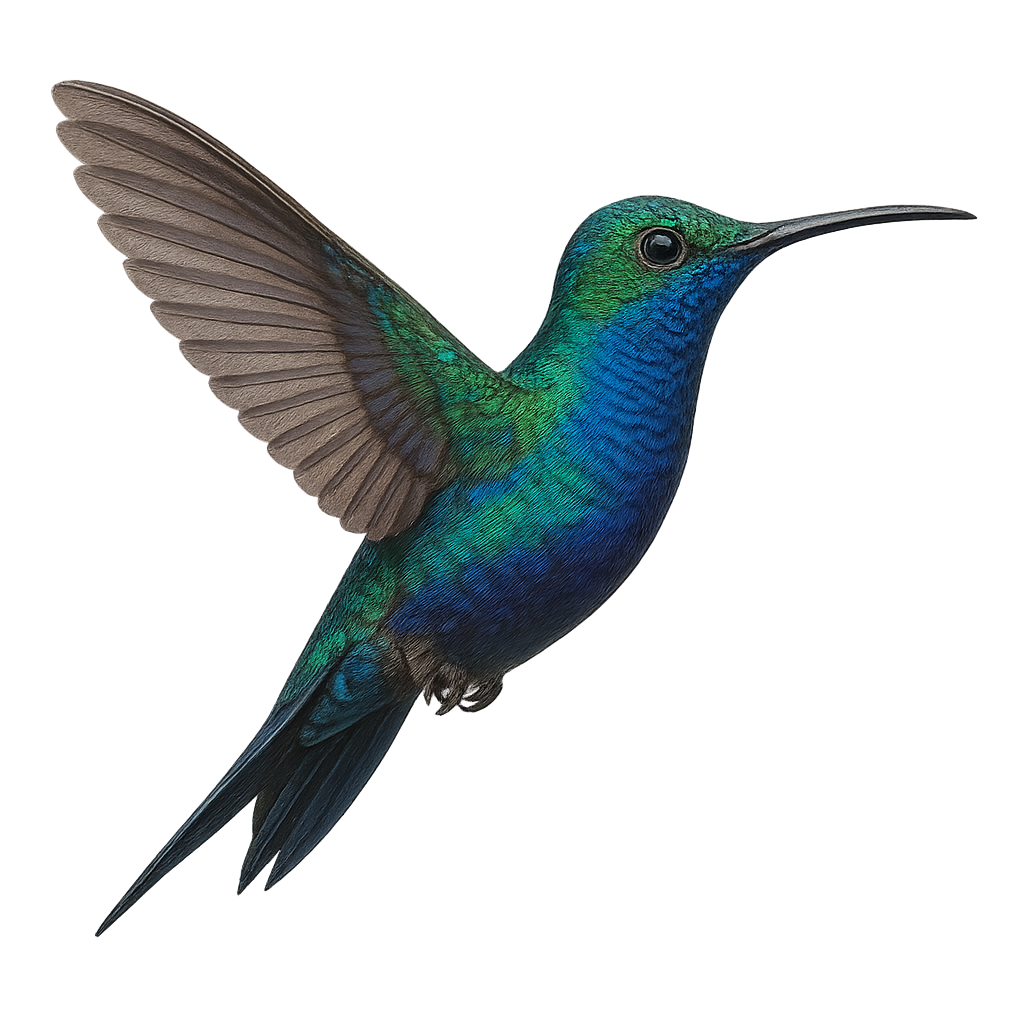 Colibri à queue fourchue