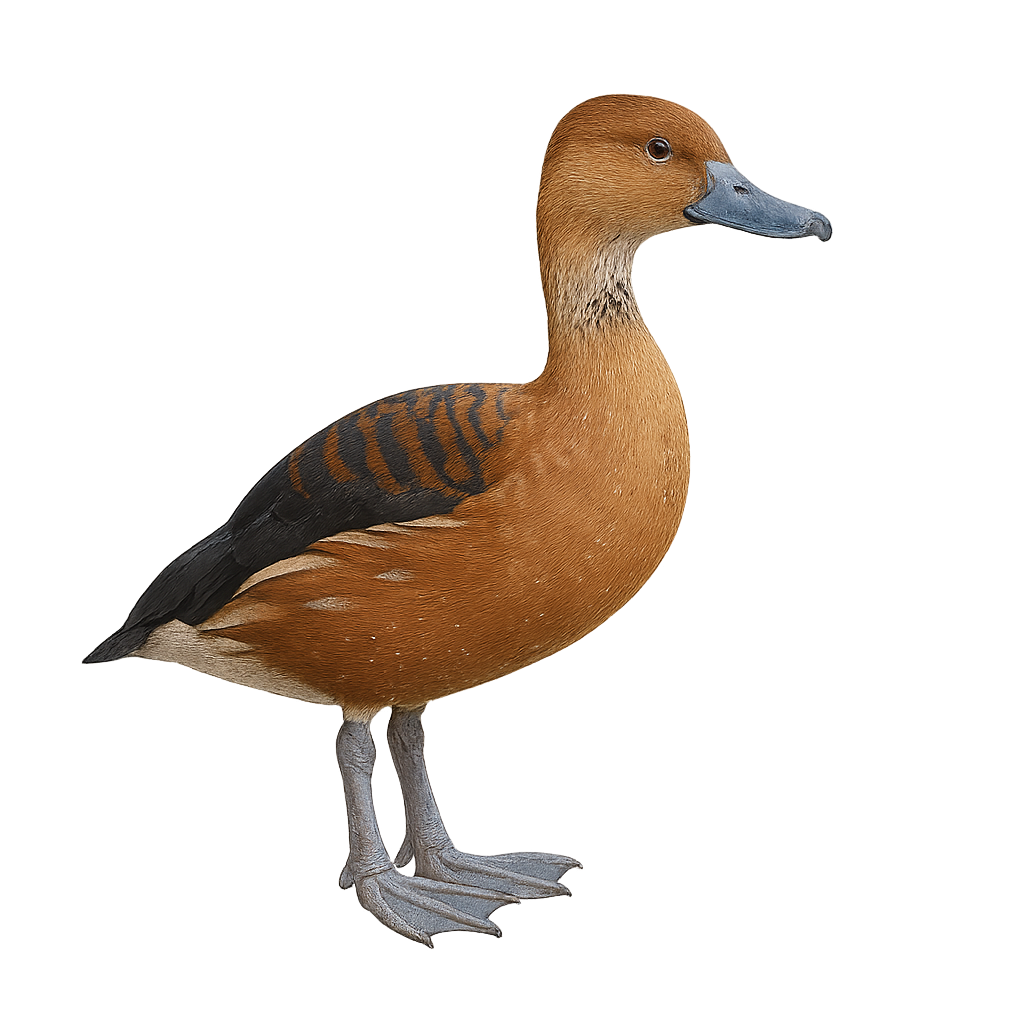 Fulvous Whistling Duck