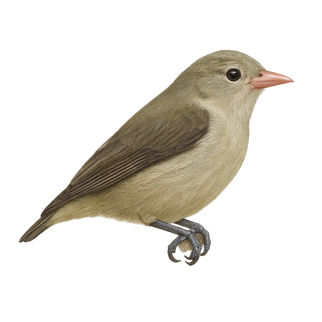 Tickell's Flowerpecker