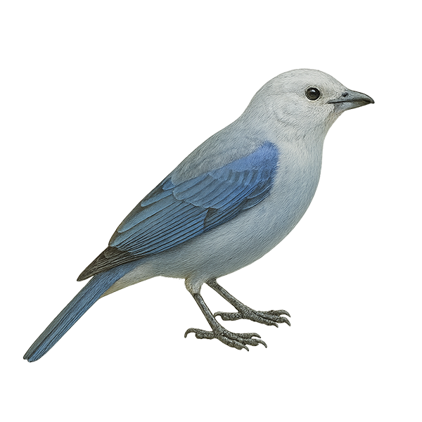 Blue-gray Tanager