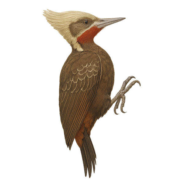 Pale-crested Woodpecker