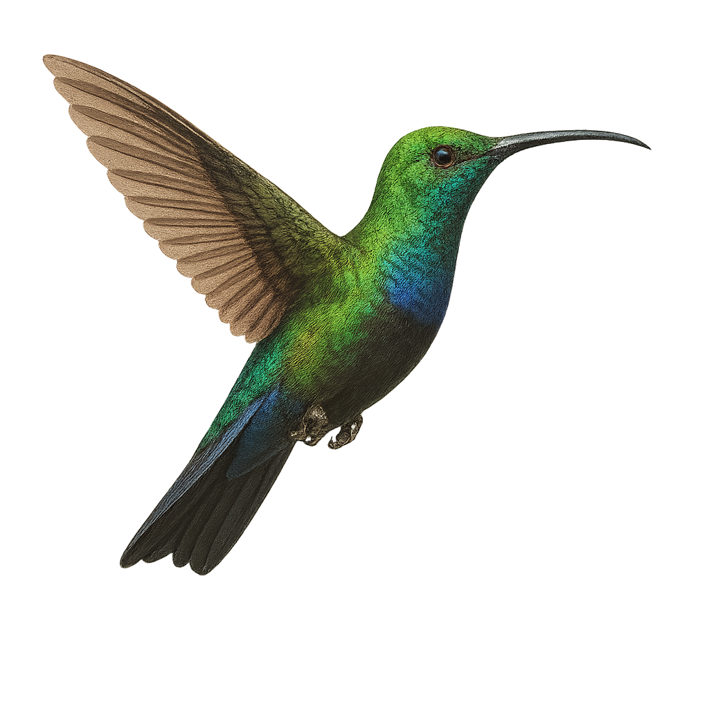 Colibri falle-vert