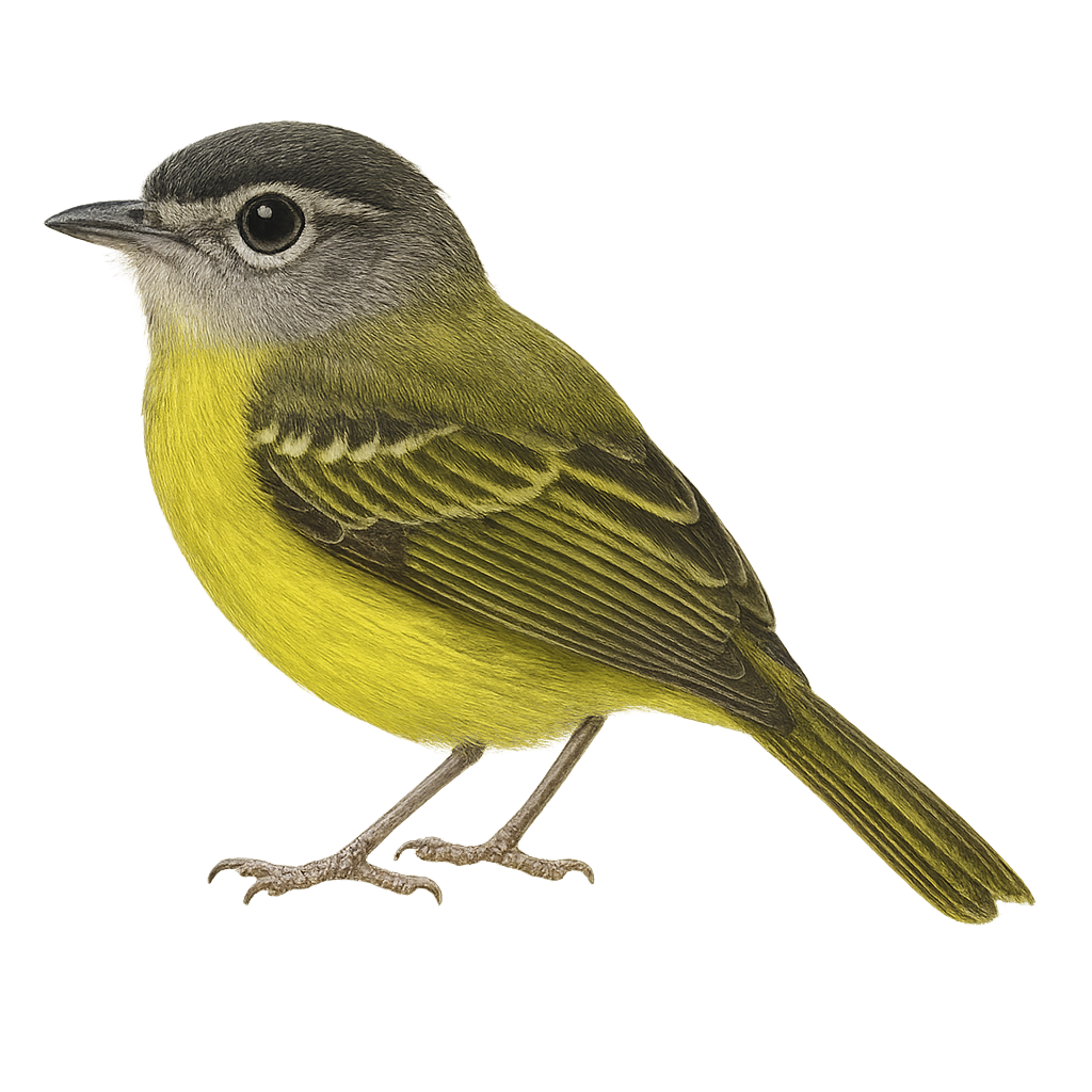 Olivaceous Flatbill