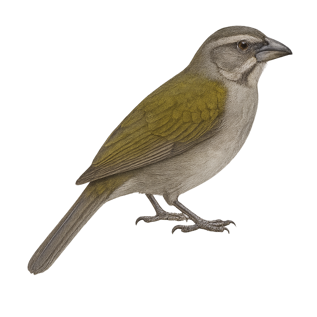 Streaked Saltator