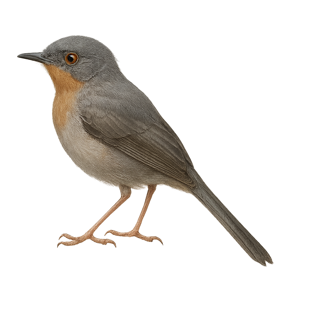 Apalis de garganta rojiza