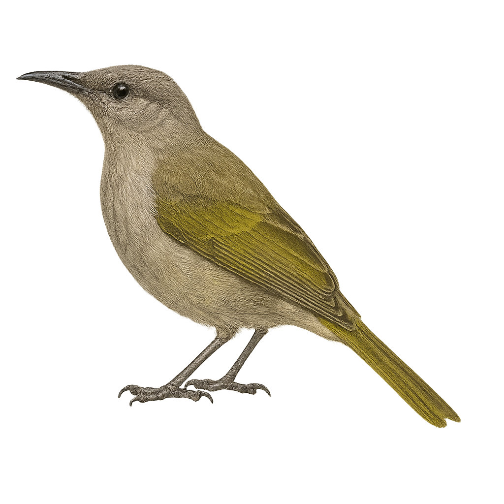 Brown Honeyeater