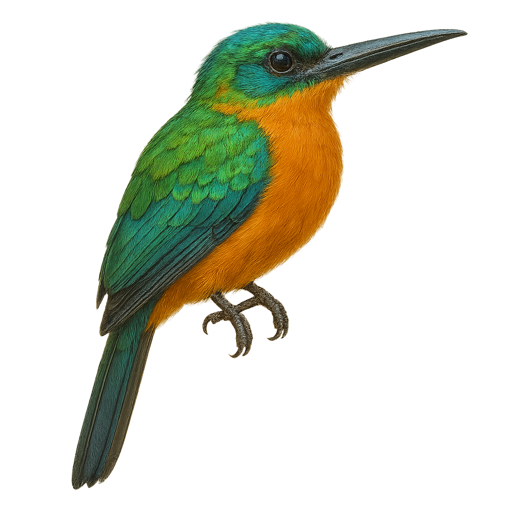 Grand Jacamar