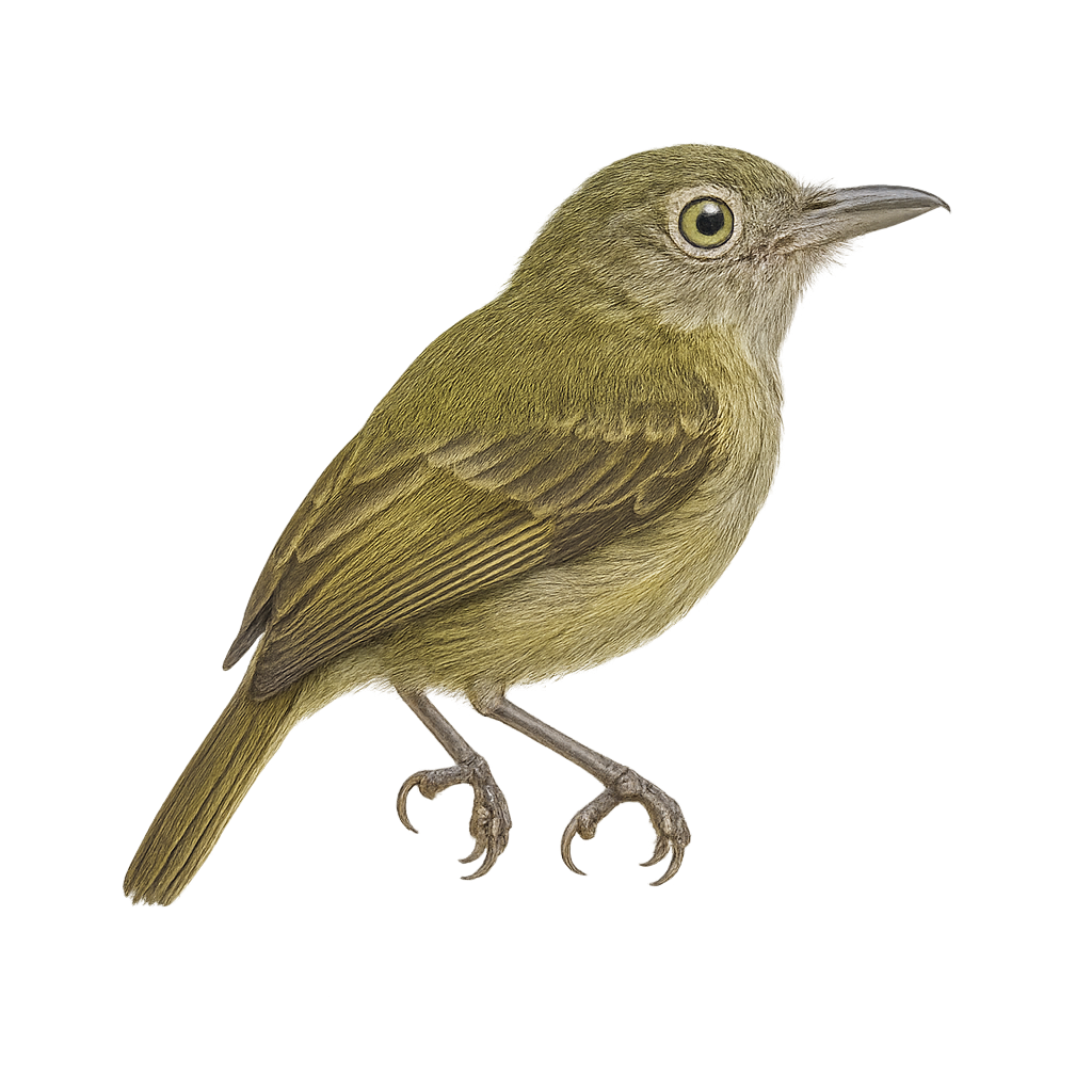 Stub-tailed Spadebill