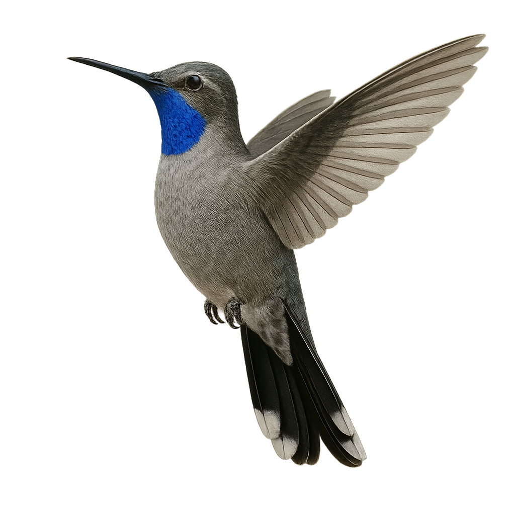 Blue-throated Mountain-gem