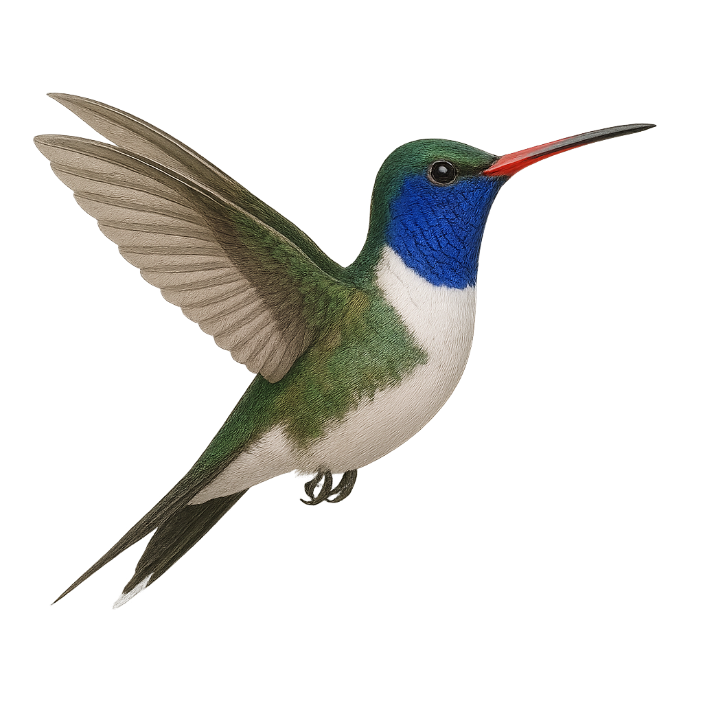 Colibri zémès