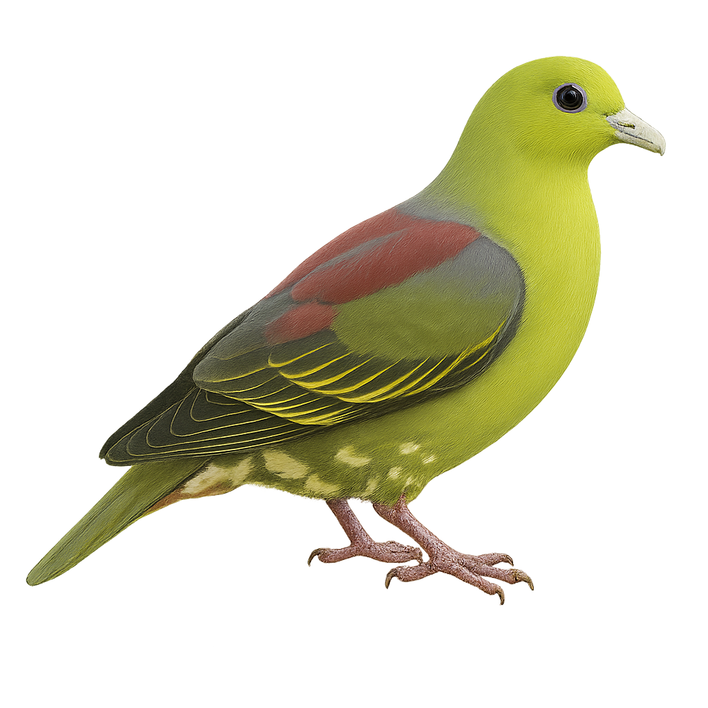 Pigeon pompadour