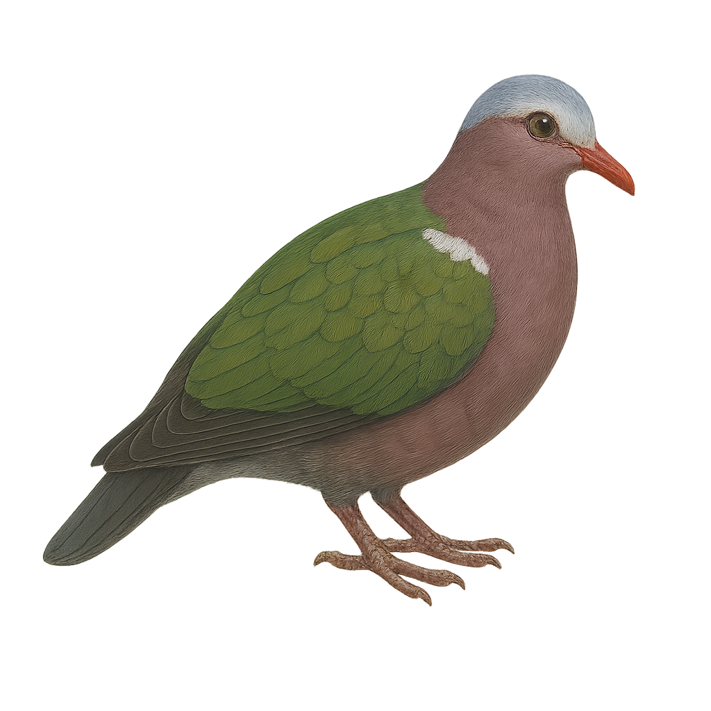 Colombine turvert