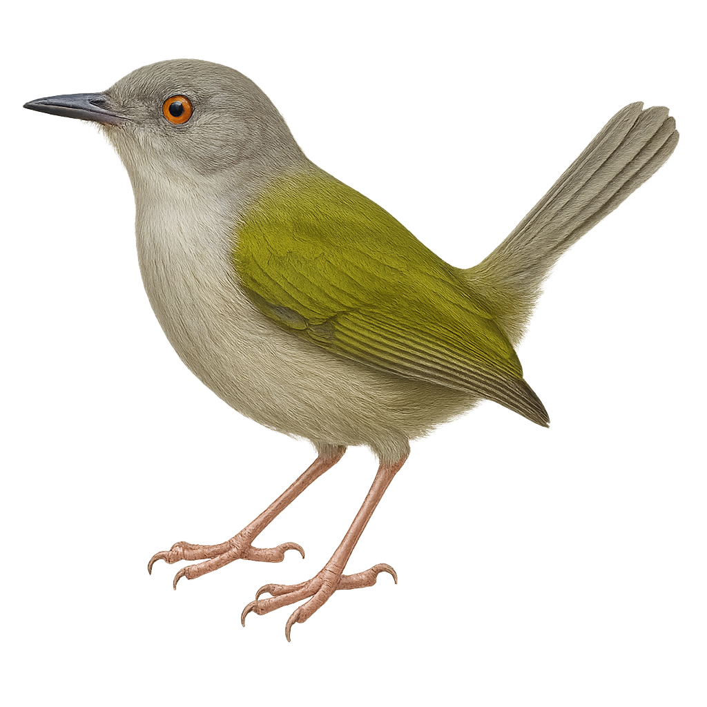 Camaróptera de Hartert