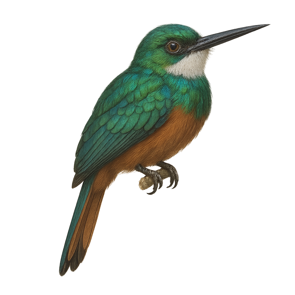 Jacamar à menton blanc