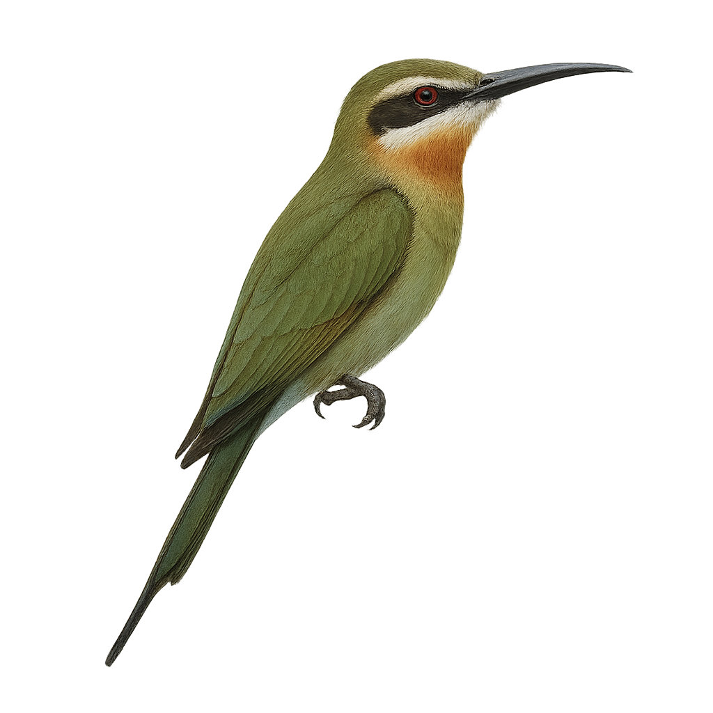 Guêpier de Madagascar