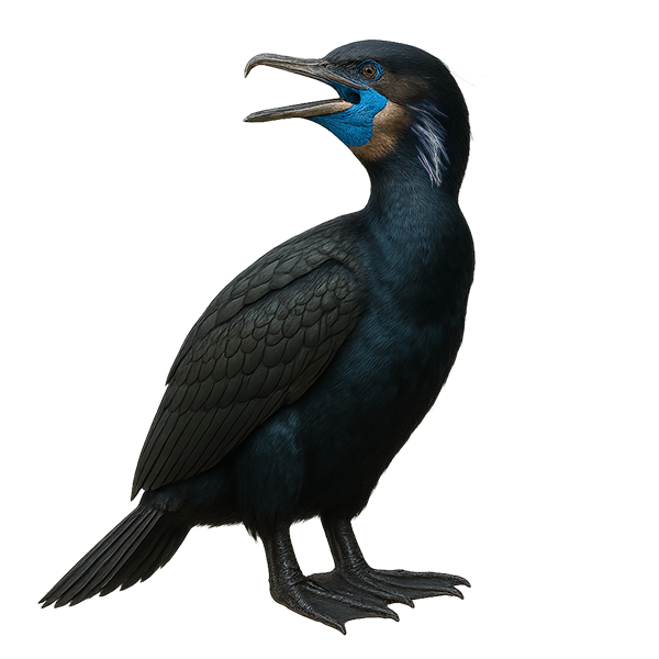 Cormoran de Brandt