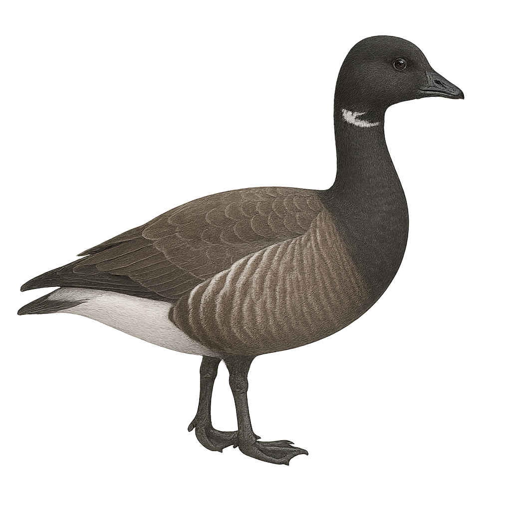 Barnacla carinegra