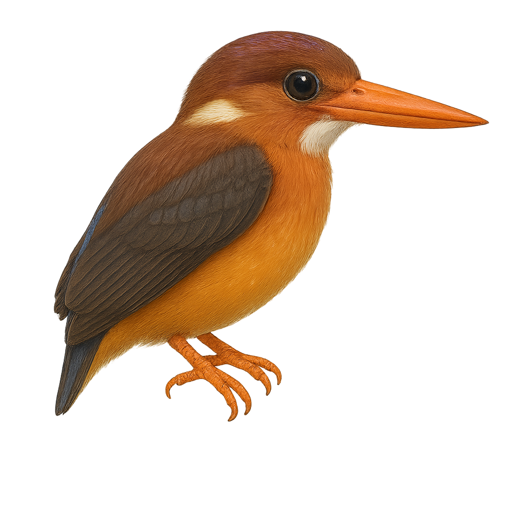Martin-pêcheur multicolore