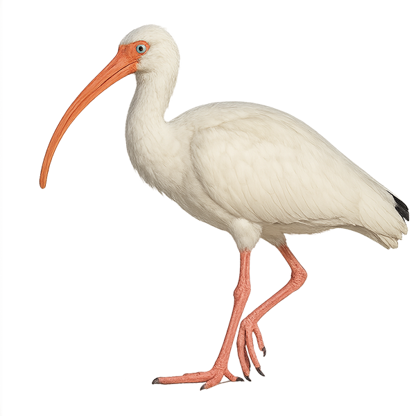 Ibis blanc