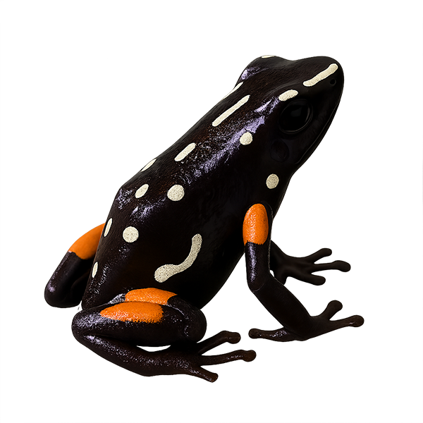 Brazil-nut poison frog