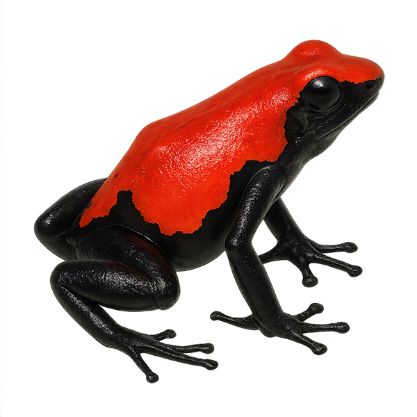 Rana venenosa de espalda salpicada