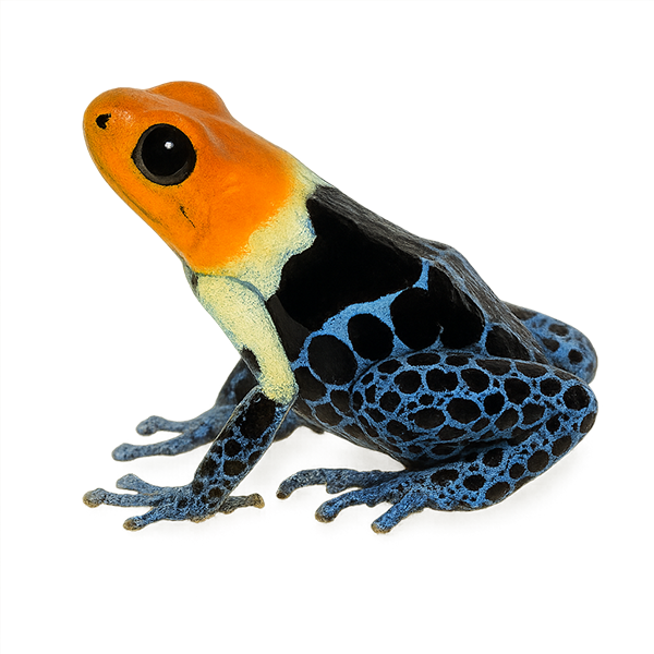 Fantastic Poison Frog
