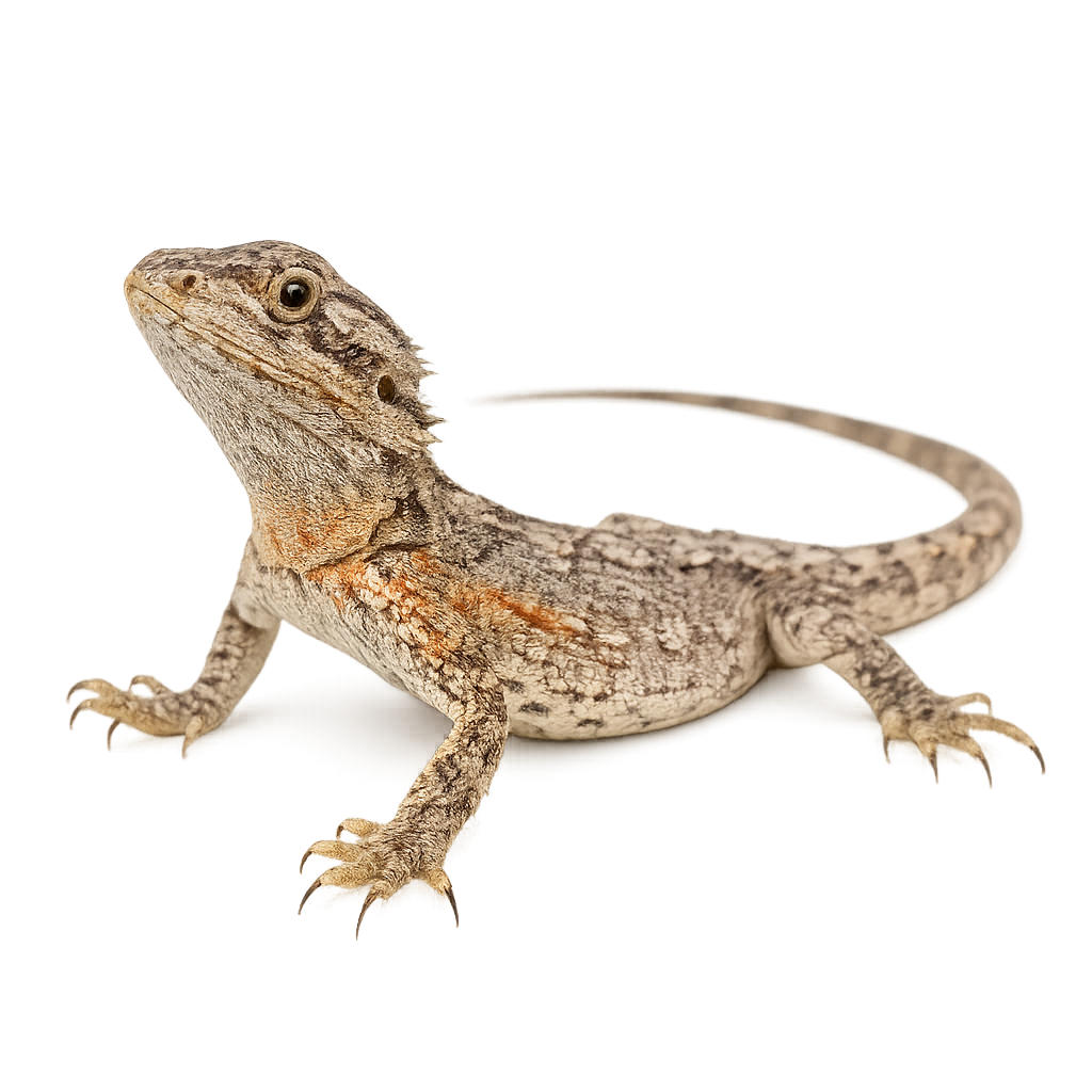 Western Bearded Dragon