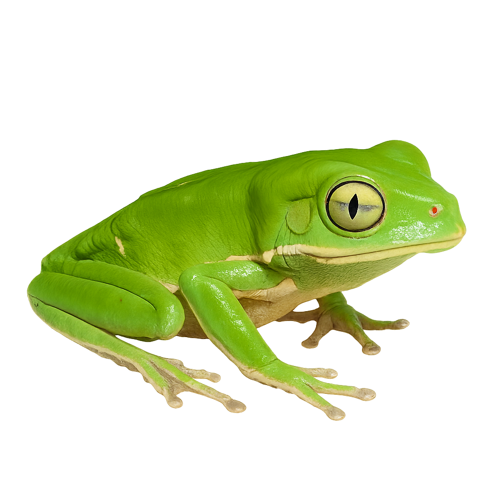 Painted-belly Leaf Frog