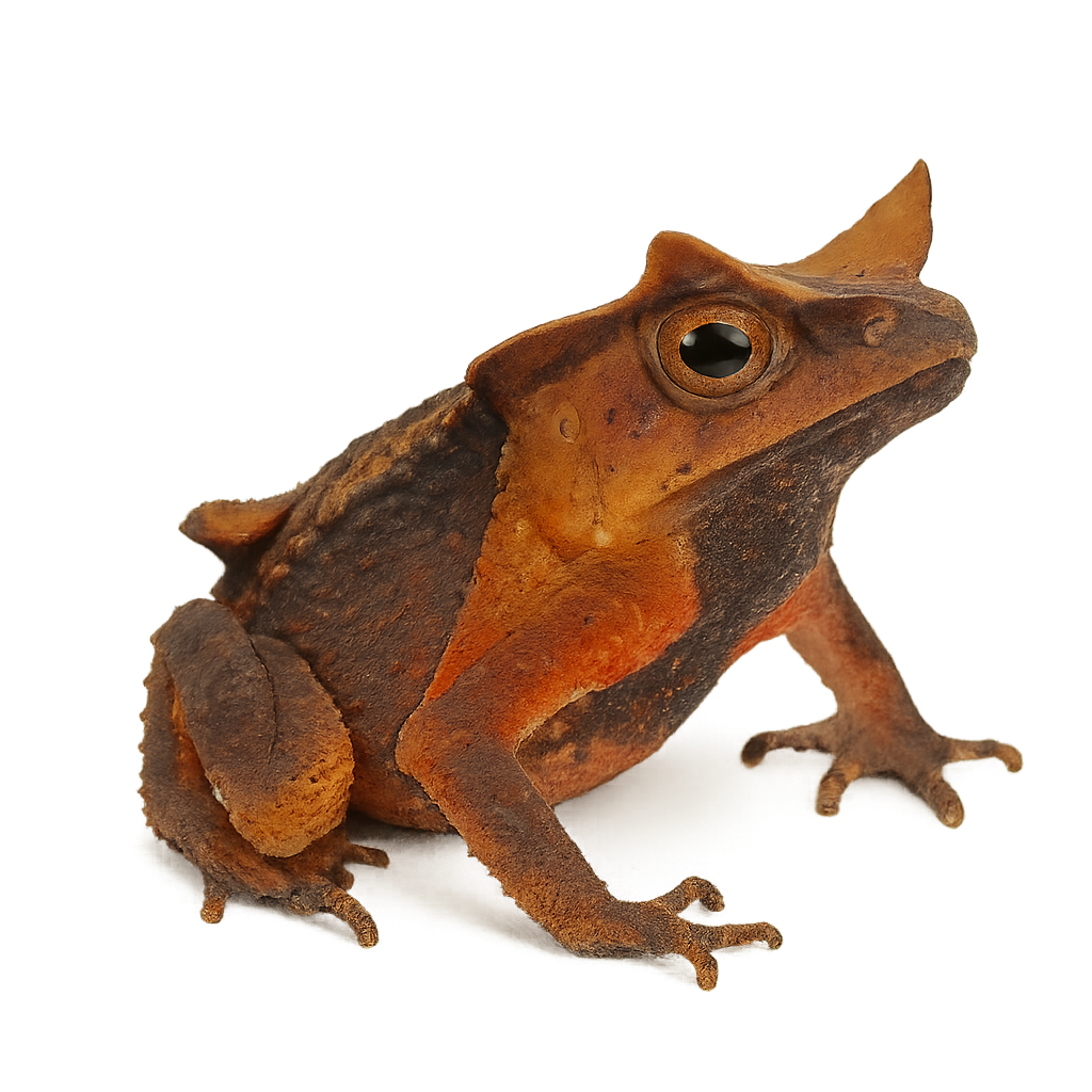 South American Common Toad